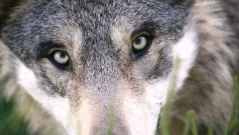 Глутница вълци броди в квартали на Солун