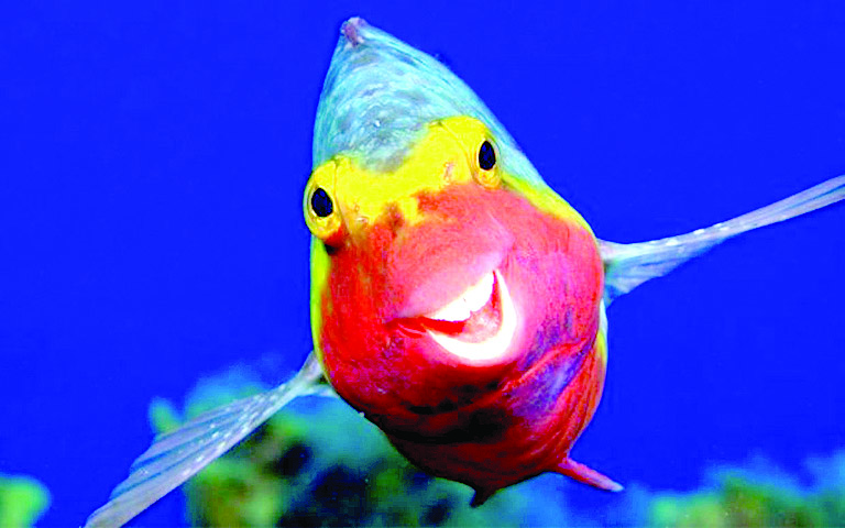 Дай една усмивка Детска площадка между блоковете Чува се детски вик