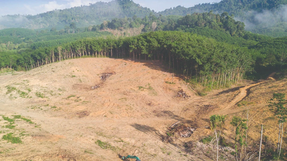 Действат като тих усилвател на жегатаОграничаването на последиците остава възможноОбезлесяването