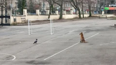 Като в приказката "Врана и лисана": Хитруша нахлу в столично училище, заигра се с птици