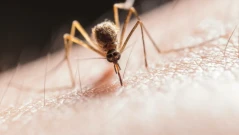 Първи случай на треска чикунгуня в Румъния