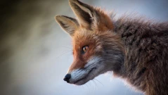 Дивата природа в града: Защо лисици и вълци се появяват в Атина