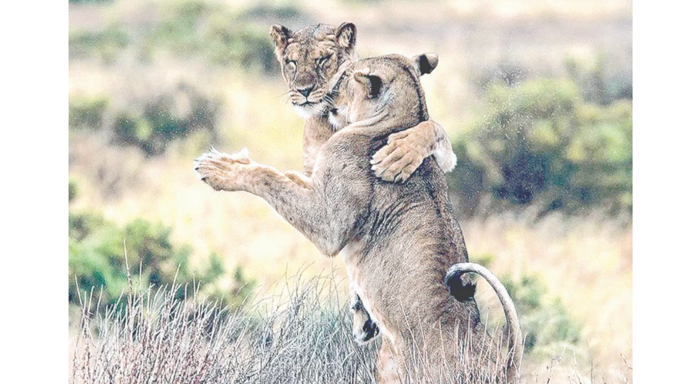 Питат Иванчо Кой край на въжето трябва да се хвърли