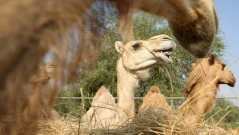 Необичайна мярка: Камилите в Саудитска Арабия ще имат паспорти