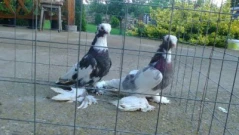 Как Русия използва невронни чипове, за да превърне живи гълъби в дронове