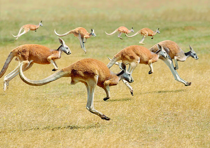 Модерен източник на протеинПроблемът с опазването на тези животни се