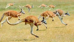 За „Добра нощ“ - 200 кенгурута