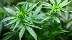 Близо 40 тона марихуана са конфискувани при полицейски акции в Северна Македония