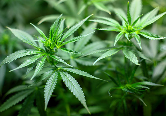 Около 40 тона марихуана са конфискувани при полицейски операции в