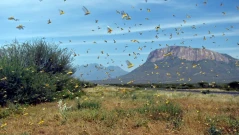 Зловещо предупреждение за човечеството: Насекоми мистериозно „замлъкват“