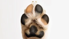 „БезДОМен или ДОМашен? Ключът е в теб!“ - 117 животни вече намериха своя дом