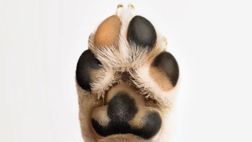 117 опашатковци участници в инициативата на Столичната община БезДОМен или