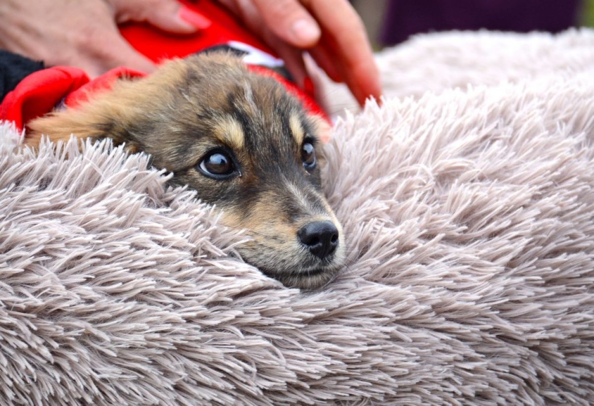 Доброволци организират на 14 февруари Ден на любовта и осиновяването