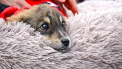 30 кученца от приюта в Каменар търсят дом