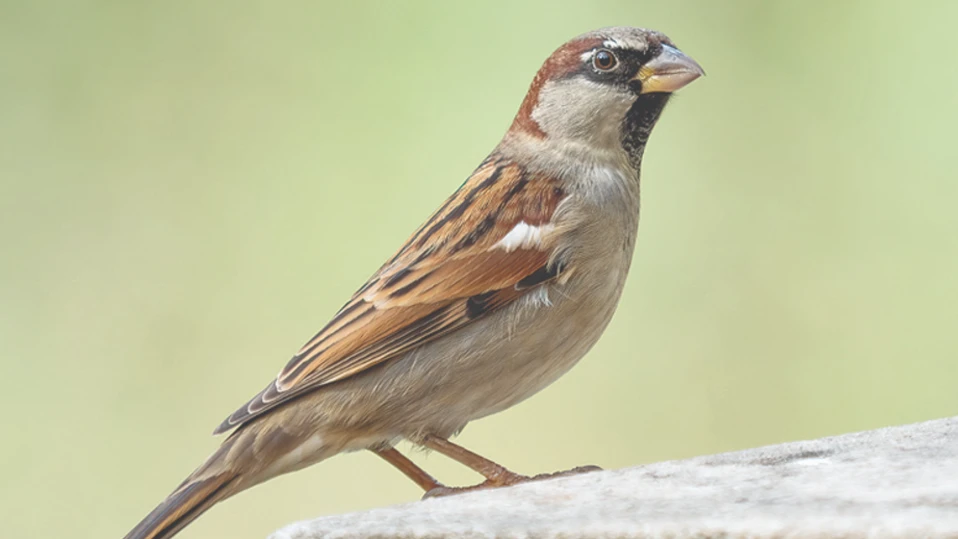 Засегнат е целият репродуктивен цикъл от успешното чифтосване до оцеляването