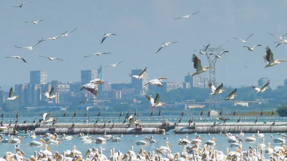 Кой компас е първичен магнитният или небесният За едни птици