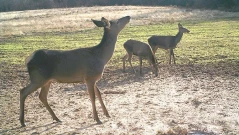Заловиха криминално проявен за убийство на две кошути