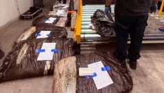 Задържаха марихуана за близо 500 000 евро на ГКПП "Гюешево" (ВИДЕО+СНИМКИ)