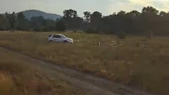Мъж се ядоса на стадо пасящи овце, уби четири от тях (ВИДЕО)