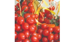 Доматът, който не се бои от сушата