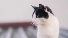 Котка в беда привлече спасители: Необичайна акция в град Левски