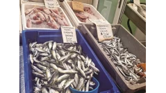 Морето пълно с дребна циганка, пускат я обратно да наедрее