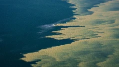 Отровни водорасли превземат Балтийско море