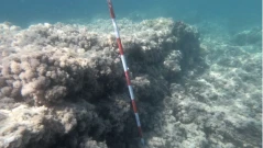 Какво крие морето край Рим? Откриха 2400-годишно пристанище на етруските