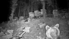 Мечка изяде 150 кг мед и нанесе щети за 5300 евро в пчелин край Асеновград (СНИМКИ)