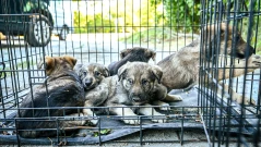 Прибраха повечето кучета от глутницата в два столични района (СНИМКИ)