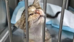 Разбиха канал за кражба на котки, предназначени за ядене