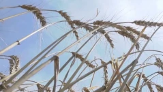 Полша и Румъния се противопоставят на натиска на Украйна за транзитните маршрути за зърно